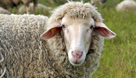 DernekWeb Kurban Bayramı Mesajı